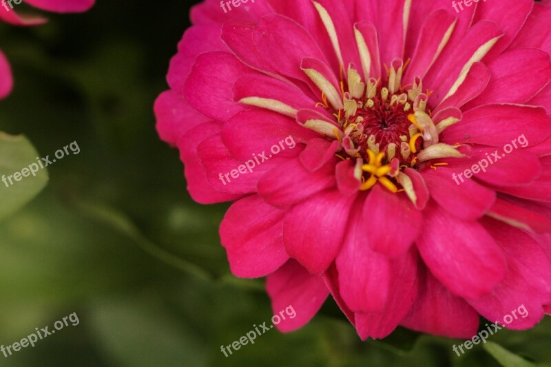 Rosa Mexican Rose Pink Flower Nature Free Photos