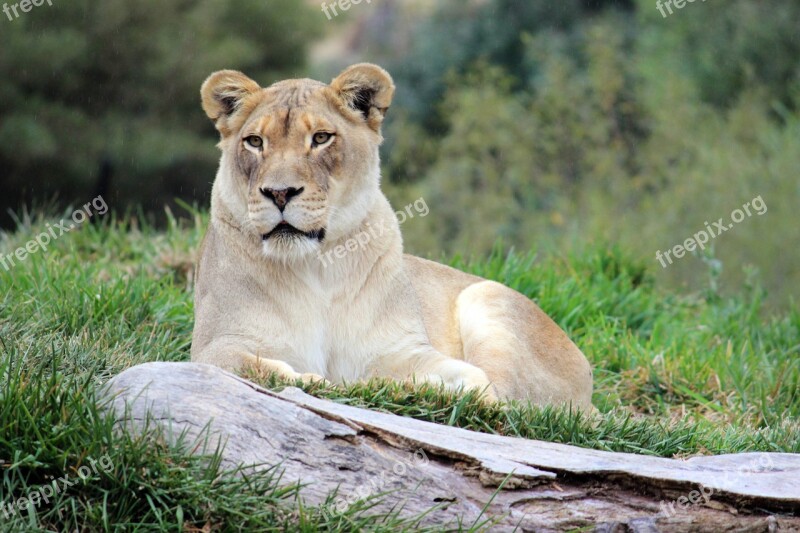 Lioness Feline Big Cat Wildlife Animal