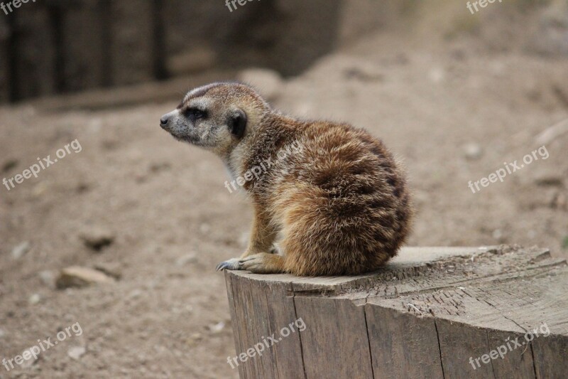 Meerkat Animal Small Brown Cute