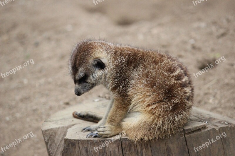 Animal Mammal Cute Zoo Meerkat