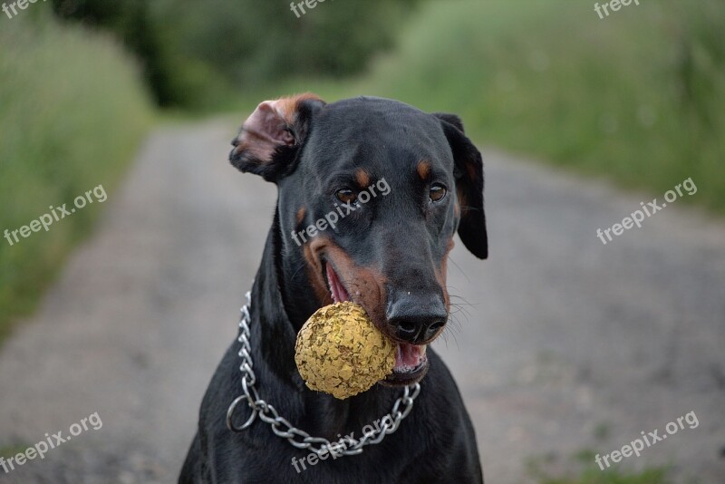 Doberman Dog Pet Ball Free Photos