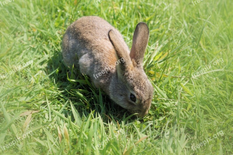 Hare Rabbit Long Eared Dwarf Rabbit Easter