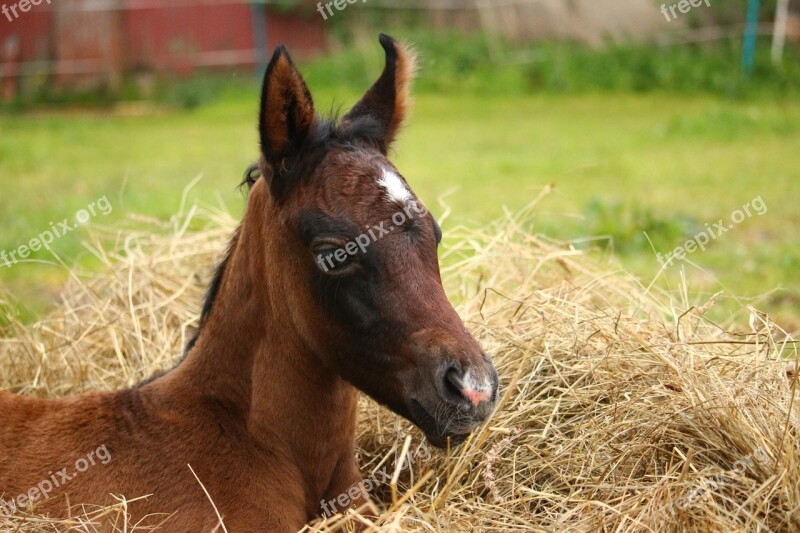 Horse Foal Thoroughbred Arabian Suckling Brown Mold