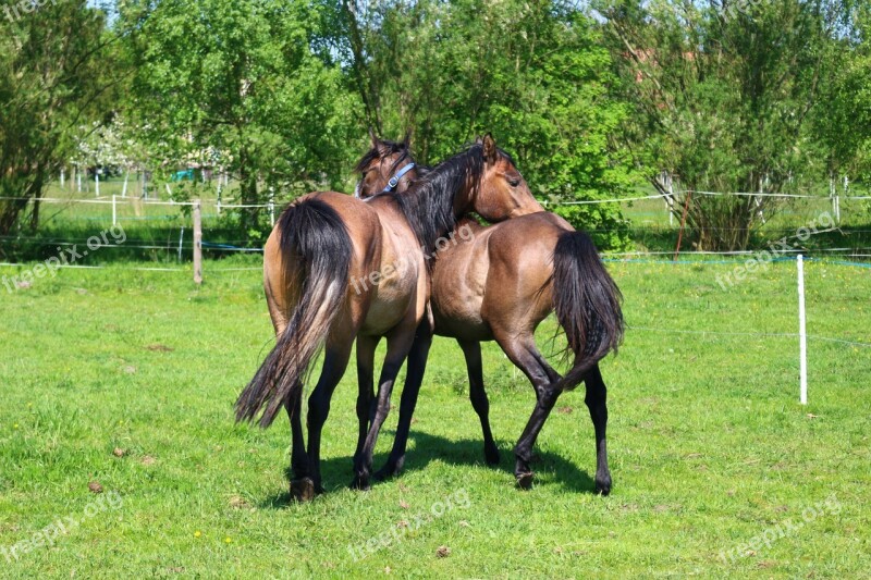 Horse Brown Mold Thoroughbred Arabian Young Horses Play