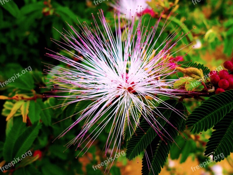 Flower Manacá Garden Brazilian Landscape Beautiful