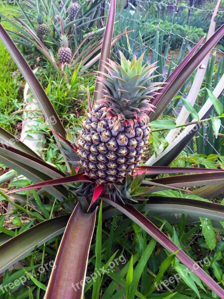 Pineapple Plant Pineapple Fruit Plant Green