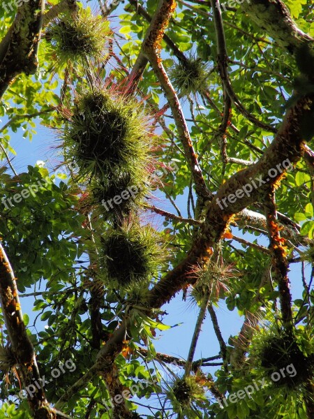 Honduras Epiphyte Branches Suspension Plants