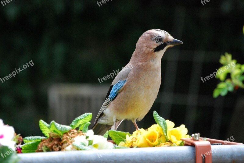 Jay Bird Garden Garrulus Glandarius Feather