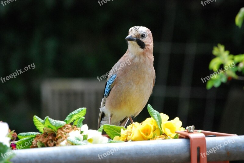 Jay Bird Garden Garrulus Glandarius Feather