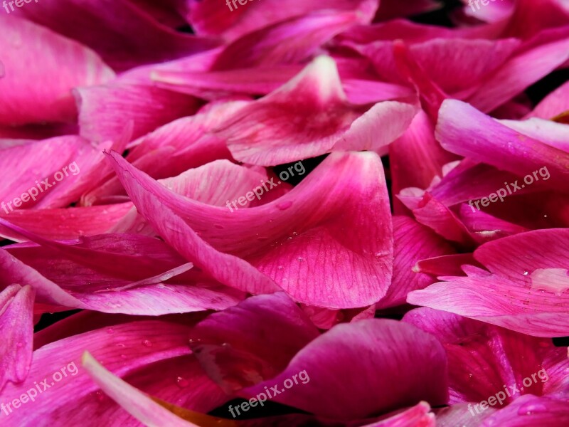 Leaves Petals Plant Blossom Bloom