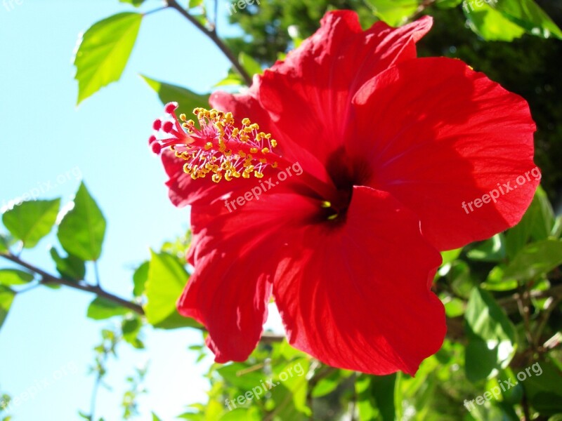 Red Flower Beautiful Beautiful Flower Flower Red