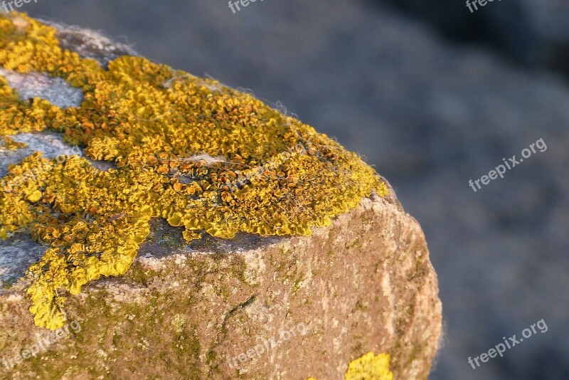 Lichen Stone North Sea Wadden Sea Yellow