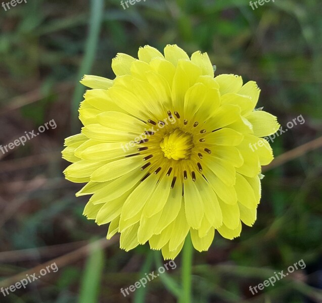 Flower Yellow Flower Texas Dandelion False Dandelion Wildflowers