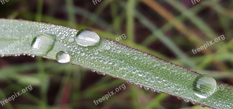 Grass Blade Of Grass Dew Morning Dew Wet