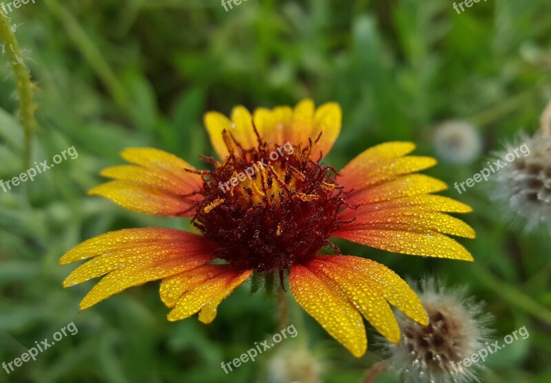 Blanket Flower Flower Firewheel Wildflowers Floral