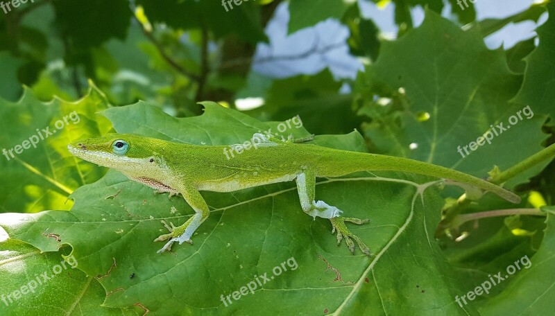 Anole Green Anole Lizard Green Lizard Reptile