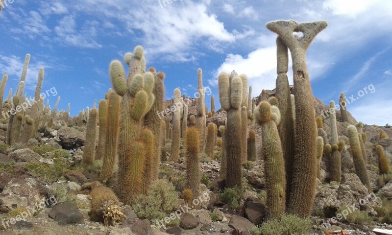 Cactus Bolivia Uyuni Nature Island