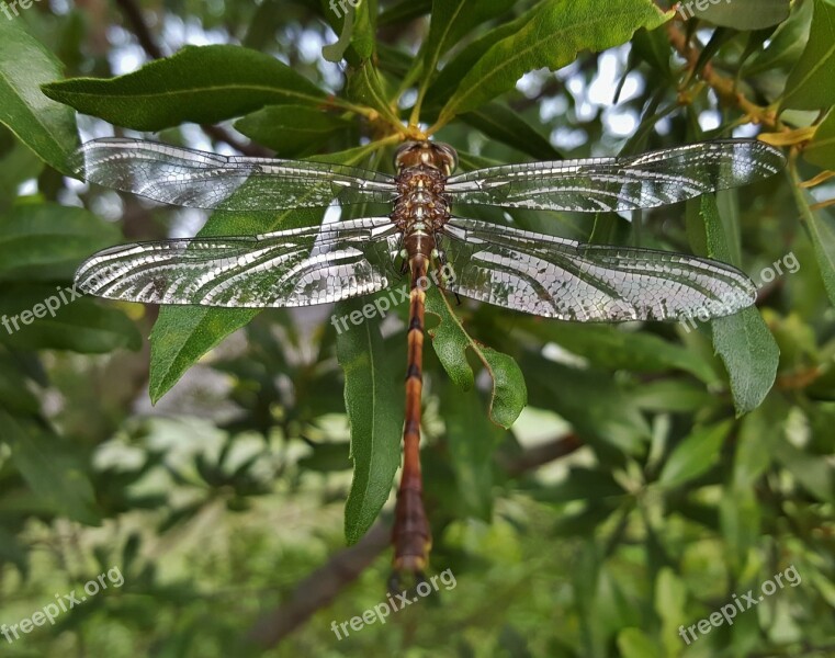 Dragonfly Insect Winged Insect Flying Insect Wings