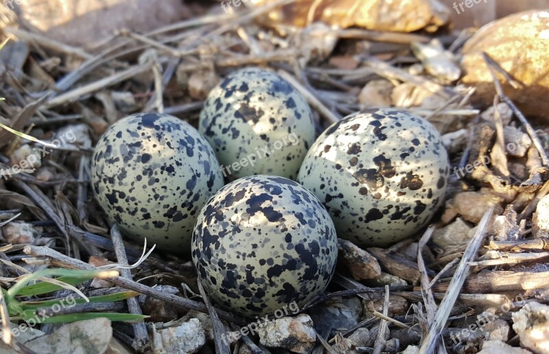 Eggs Bird's Eggs Nest Plover Eggs Killdeer Plover Eggs