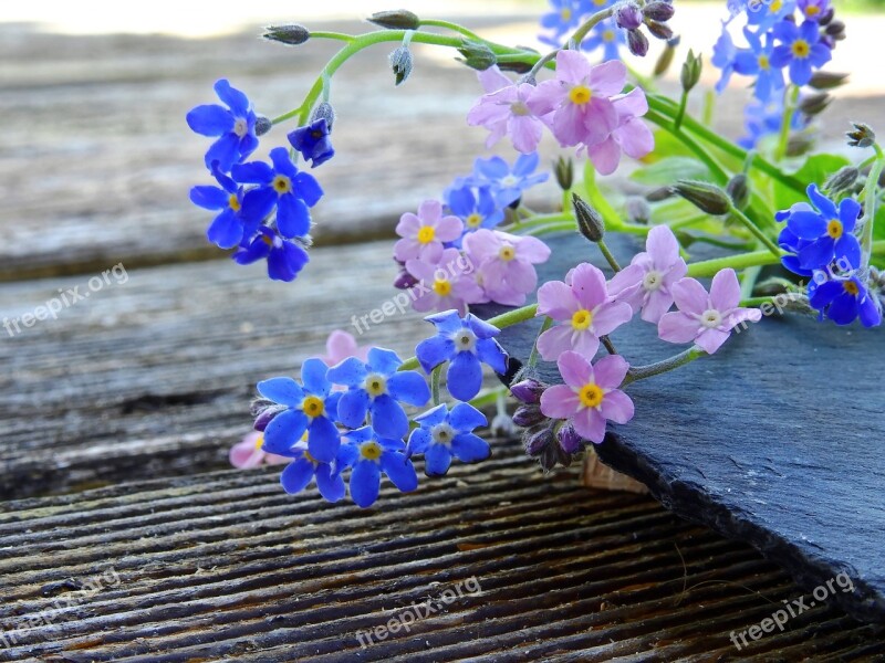 Forget Me Not Flowers Blue Pink Pointed Flower