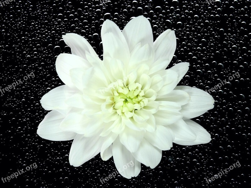 Flower Blossom Bloom Chrysanthemum Nature