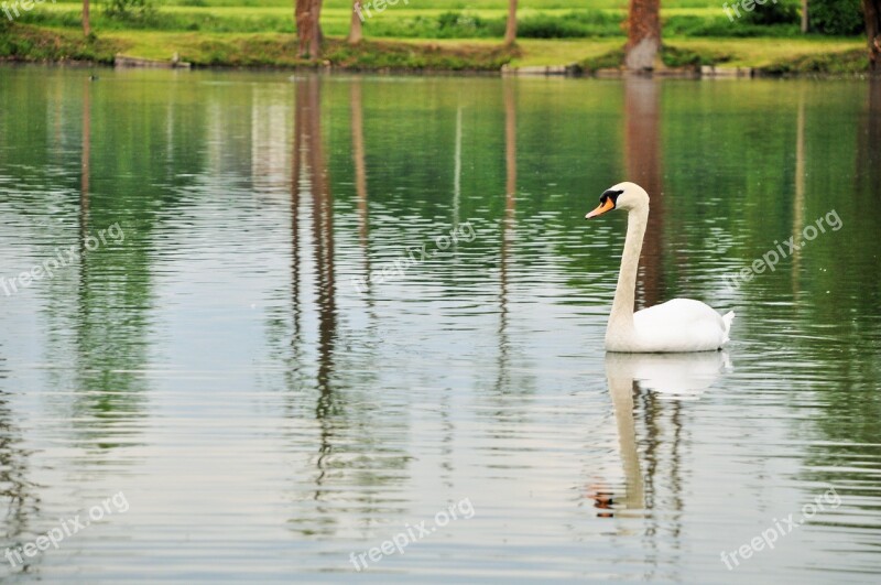 Swan Pond Nature White Animals