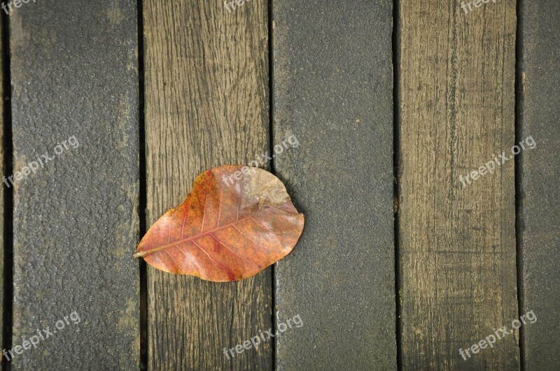 The Leaves Wood Background Autumn Free Photos