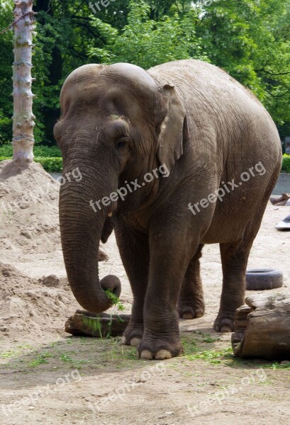 Elephant Large Mammal Indonesian Proboscis Large