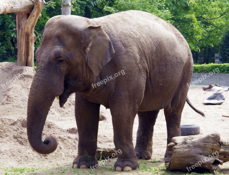 Elephant Large Mammal Indonesian Proboscis Large