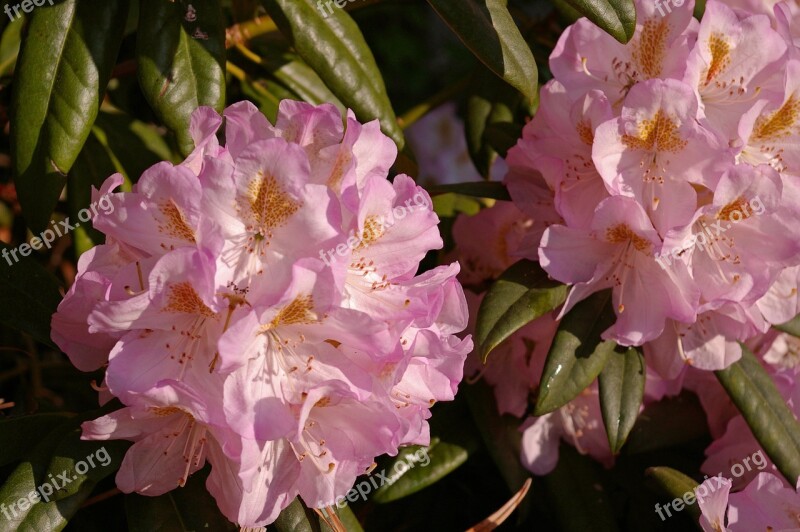 Rhododendron Garden Blossom Bloom Plant