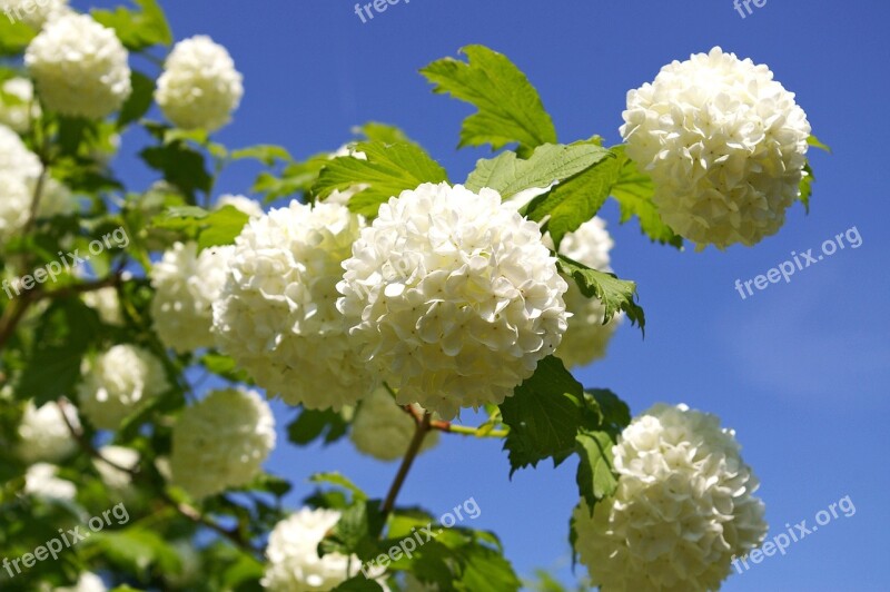 Snow Ball Bush White Blossom Bloom