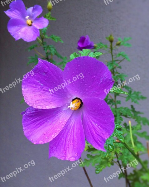 Flowers Purple Red Purple Water Rain