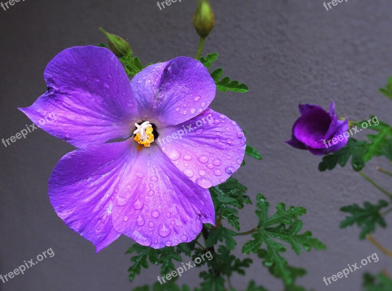 Flowers Purple Red Purple Water Rain