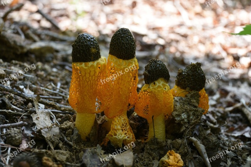 Mushroom Yellow Net Hill Free Photos