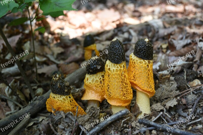 Mushroom Yellow Net Hill Free Photos