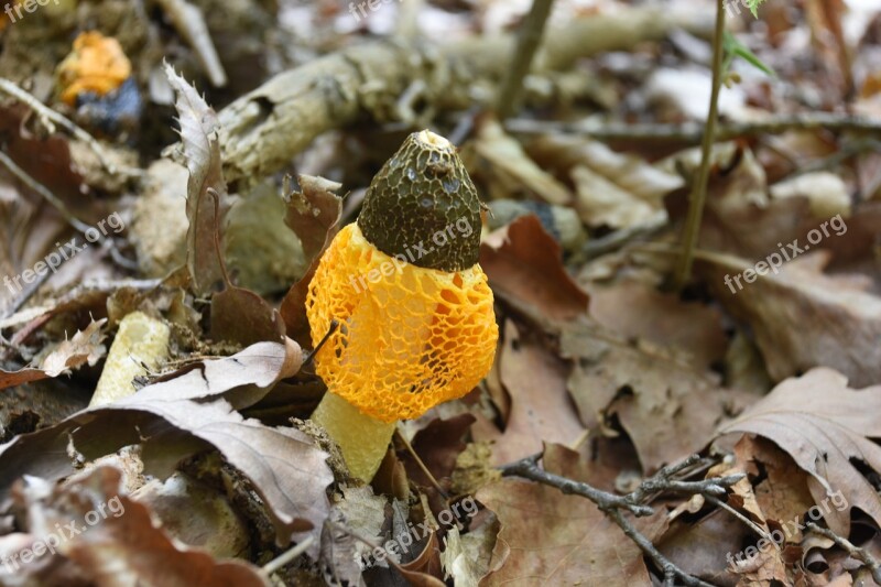 Mushroom Yellow Net Hill Free Photos