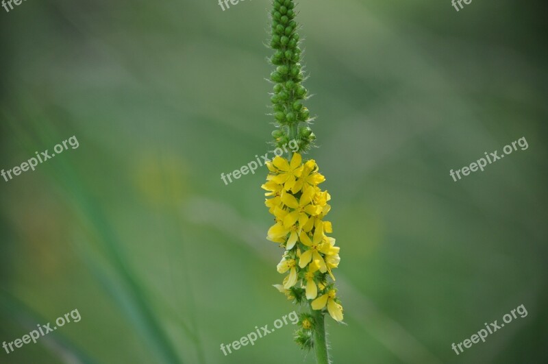 Nature Green Yellow Flower Spring