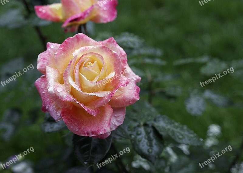 Rose Petals Spring Flower Pink Rose