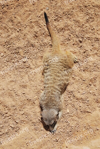 Meerkat Animal Laying Wildlife Nature