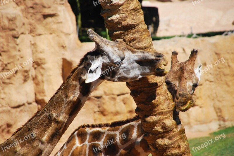 Giraffe Love Tree Couple Africa