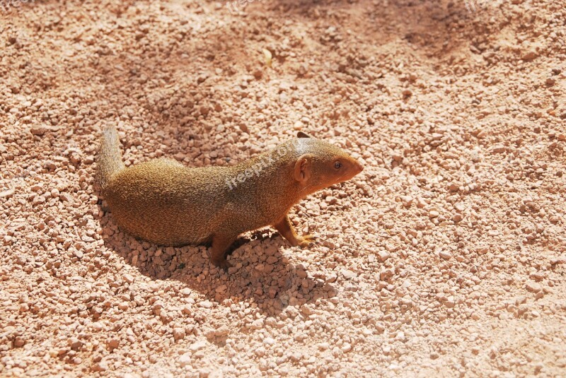 Mongoose Animal Watching Nature Mammal