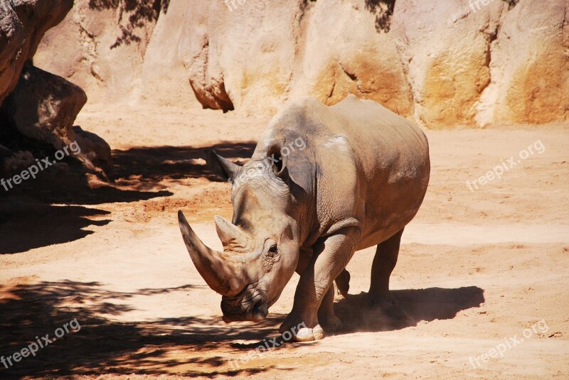 Rhinoceros Huge Walking Camouflage Brown