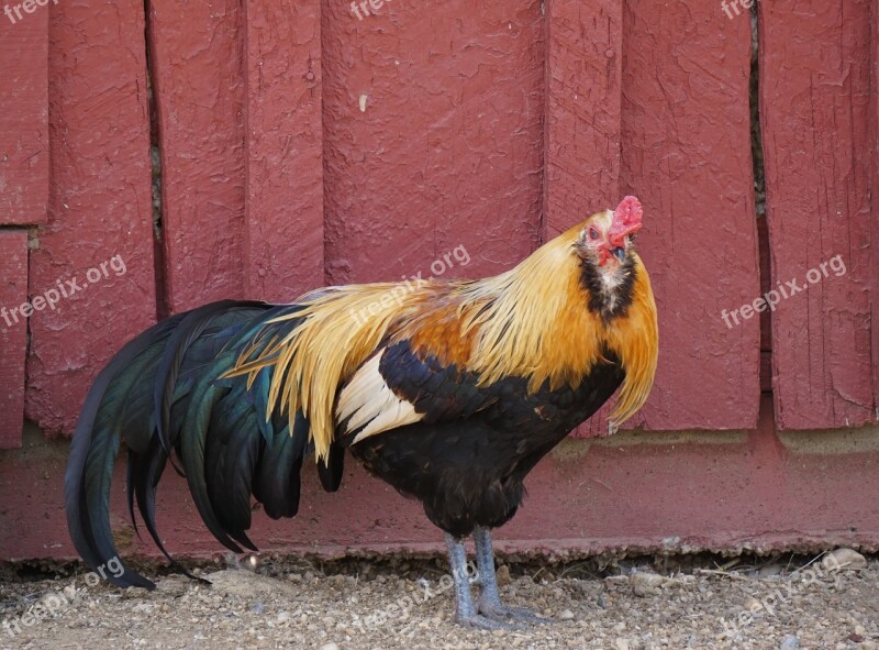 Rooster Male Bird Poultry Colorful