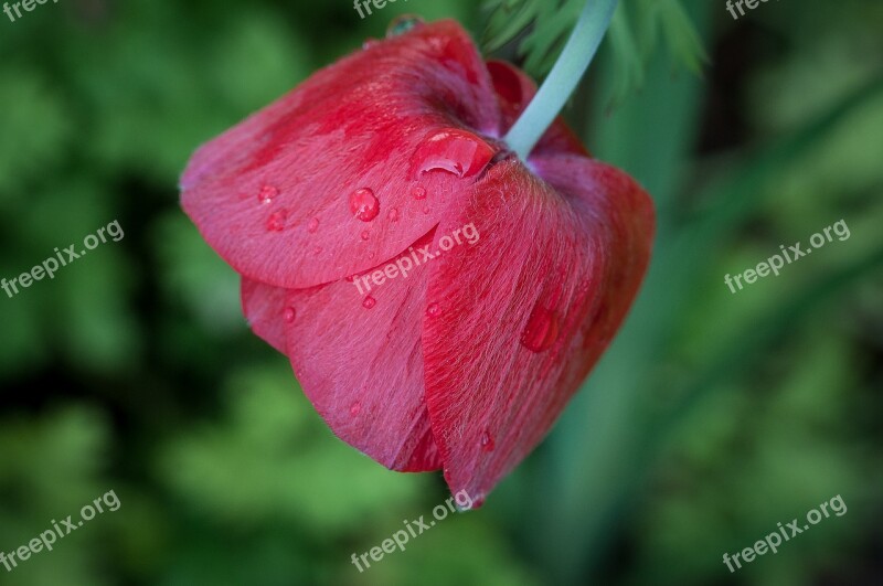 Poppy Poppy Flower Red Poppy Red Blossom