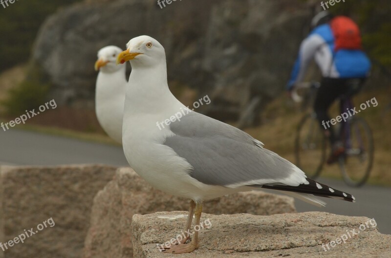 Bird Seagull Bicycle Cyclist Nature