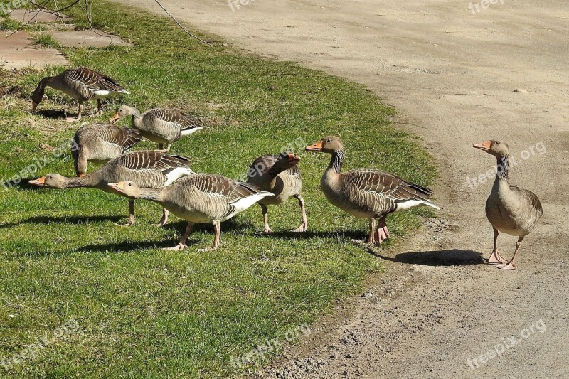 Wild Geese Grey Geese Geese Poultry Water Bird