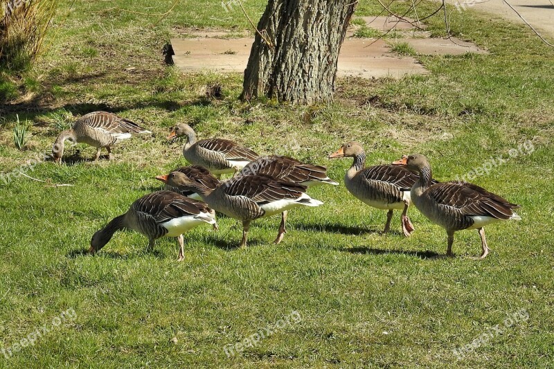 Wild Geese Grey Geese Geese Poultry Water Bird