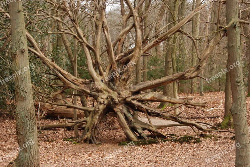 Tree Forest Bald Brown Stump