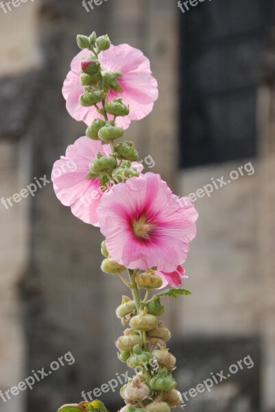 Flower Rose Hollyhock Pink Button