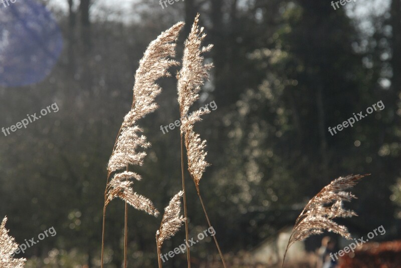 Culm Sun Sunlight Plant Nature